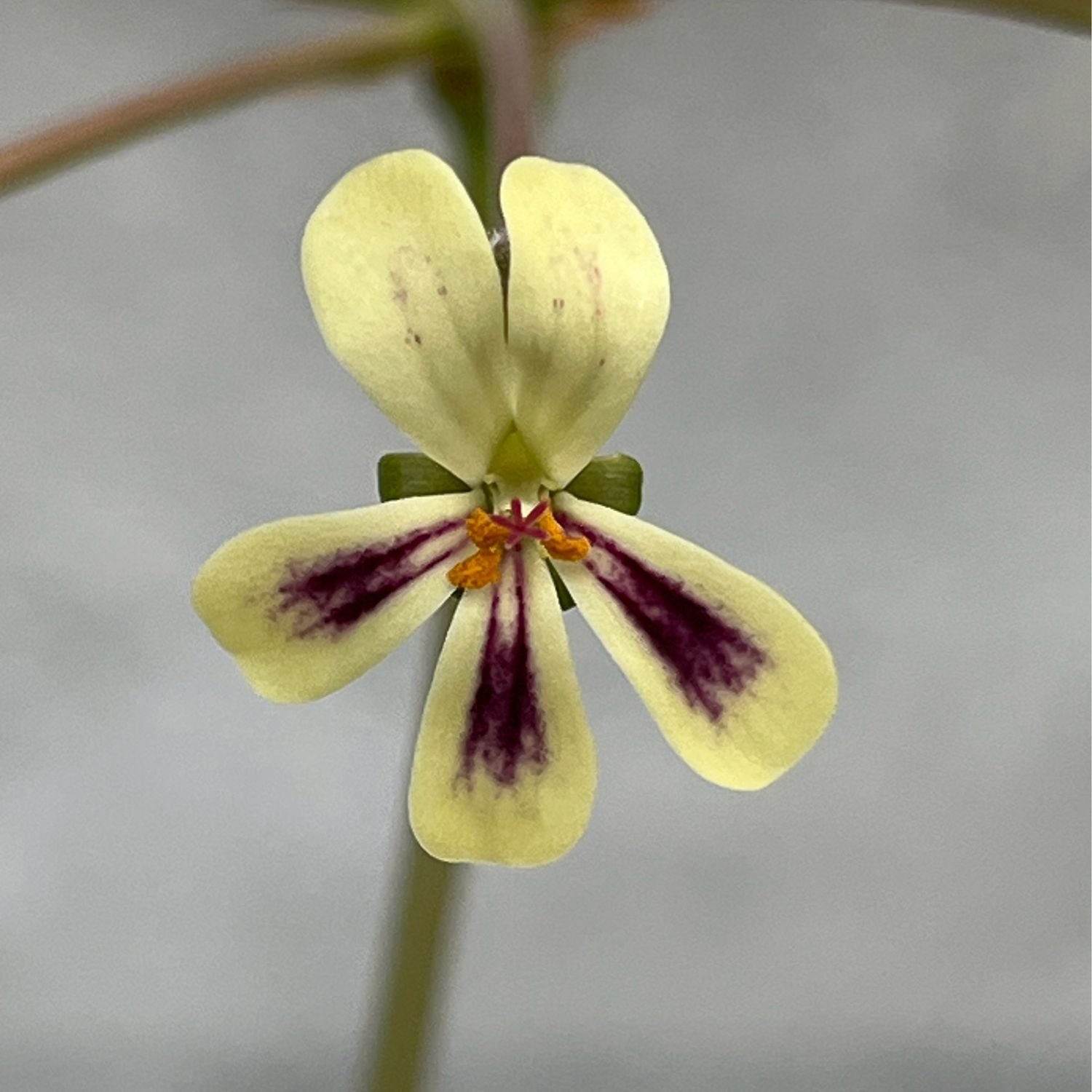 Pelargonium lobatum