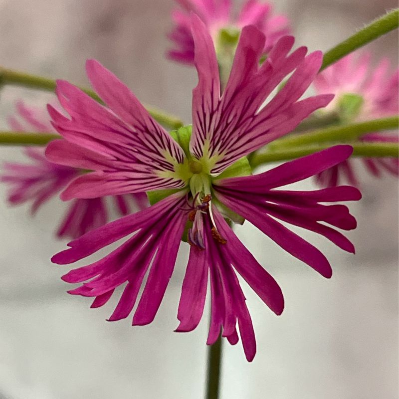 Pelargonium Schizo Barbie