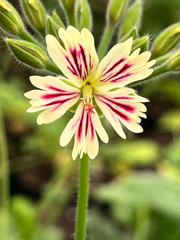 Pelargonium Para's La Bella Gabriela