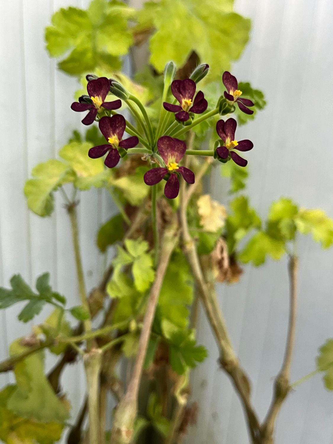 Pelargonium Gibbosina Para's Deep Purple