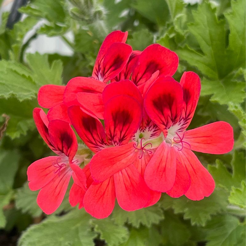 Pelargonium Para's Boule Rouge