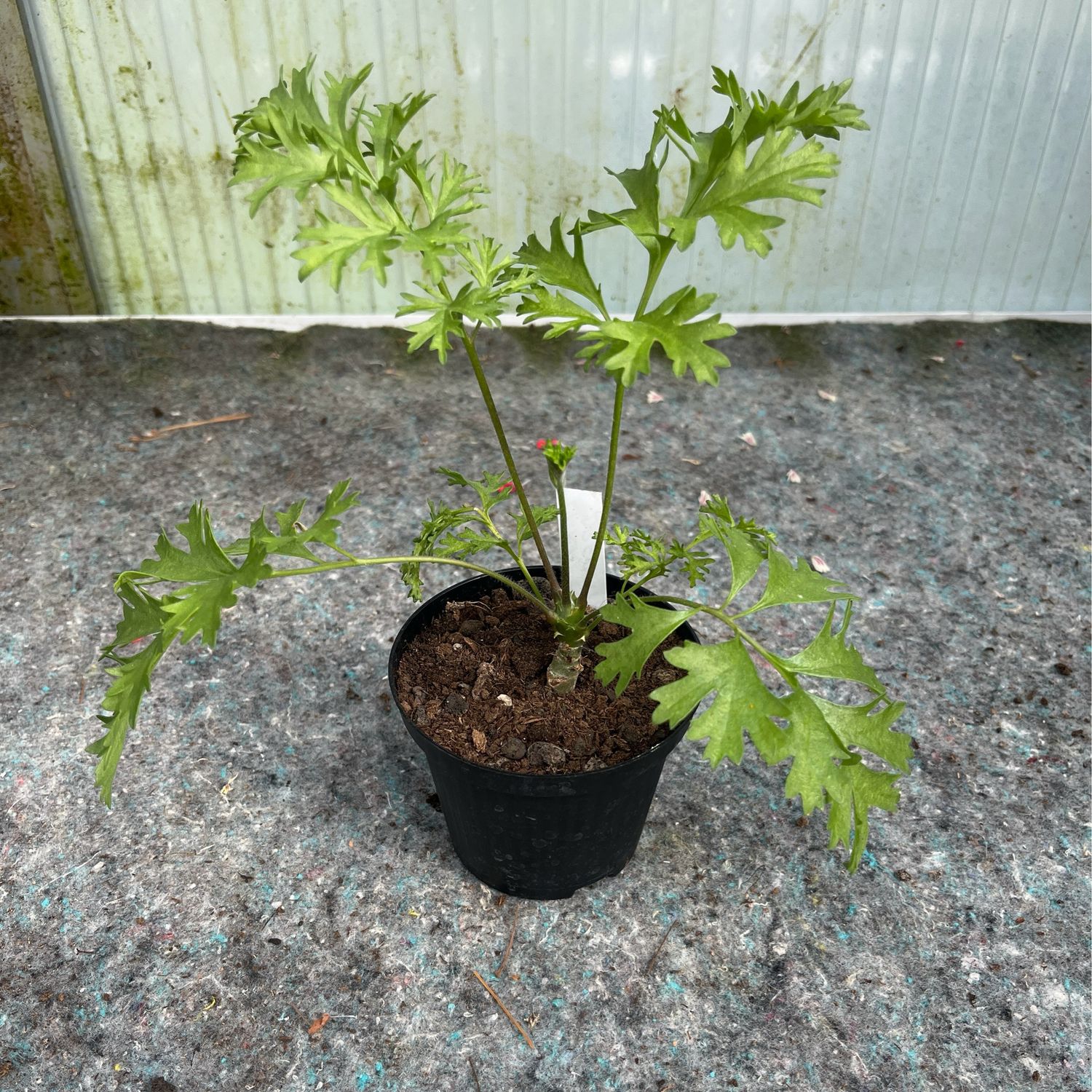 Pelargonium Lara Dreamtime