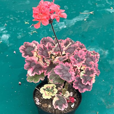 Pelargonium miniatur Stenbury