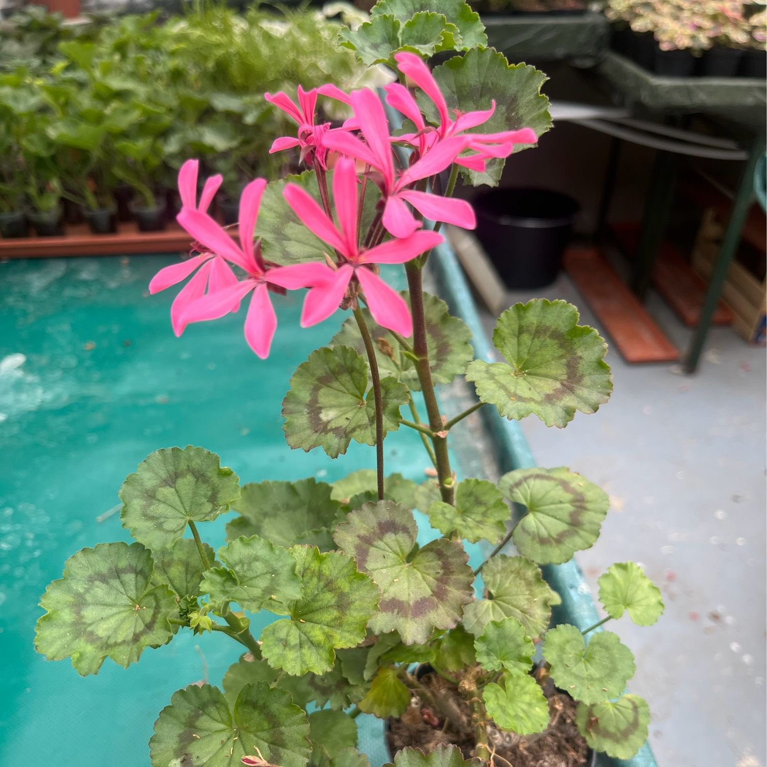Pelargonium miniatur Friesdorf Pink