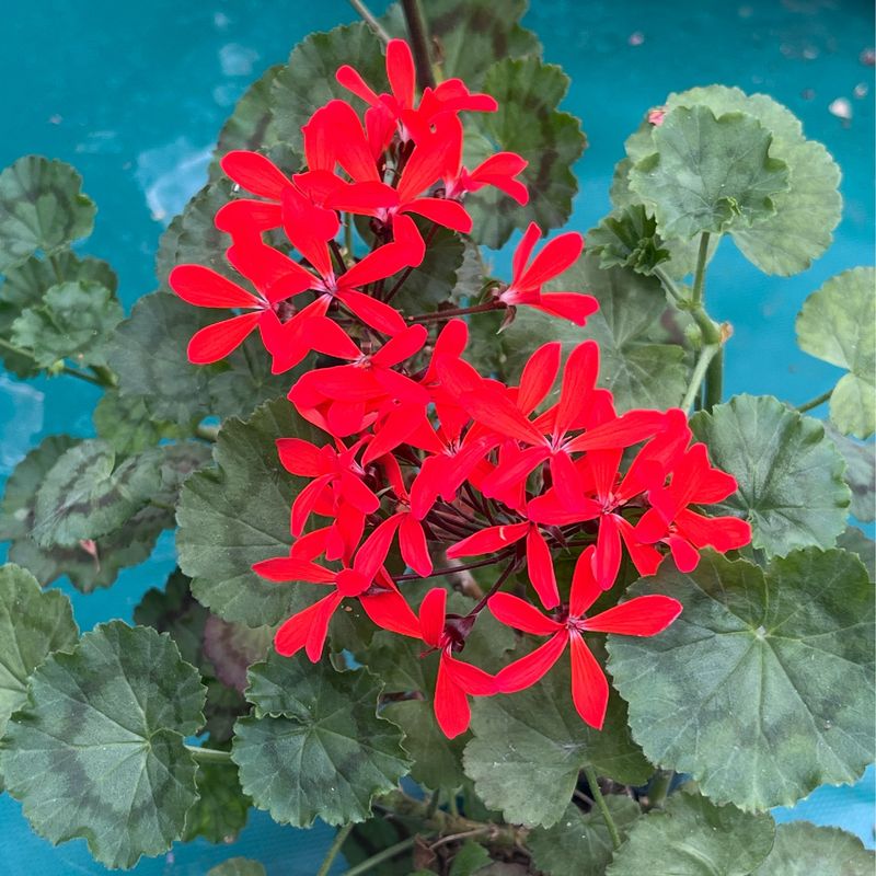 Pelargonium miniatur Friesdorf