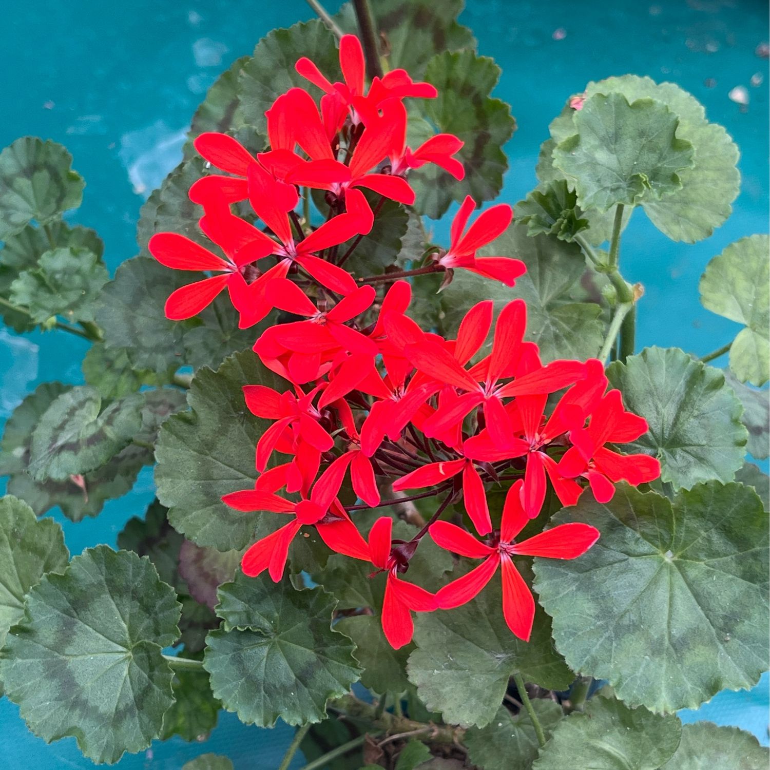 Pelargonium miniatur Friesdorf
