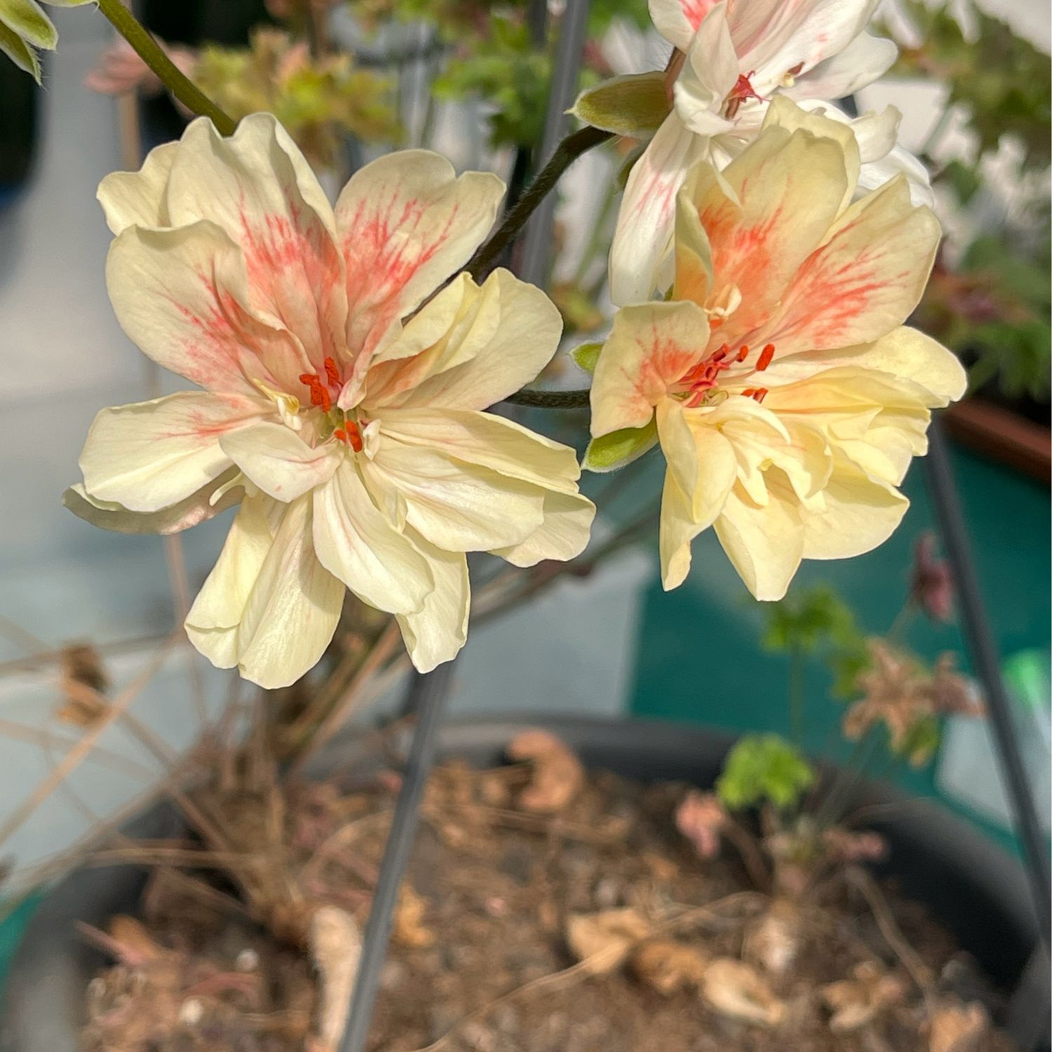 Pelargonium Unicorn Zonartic Blush