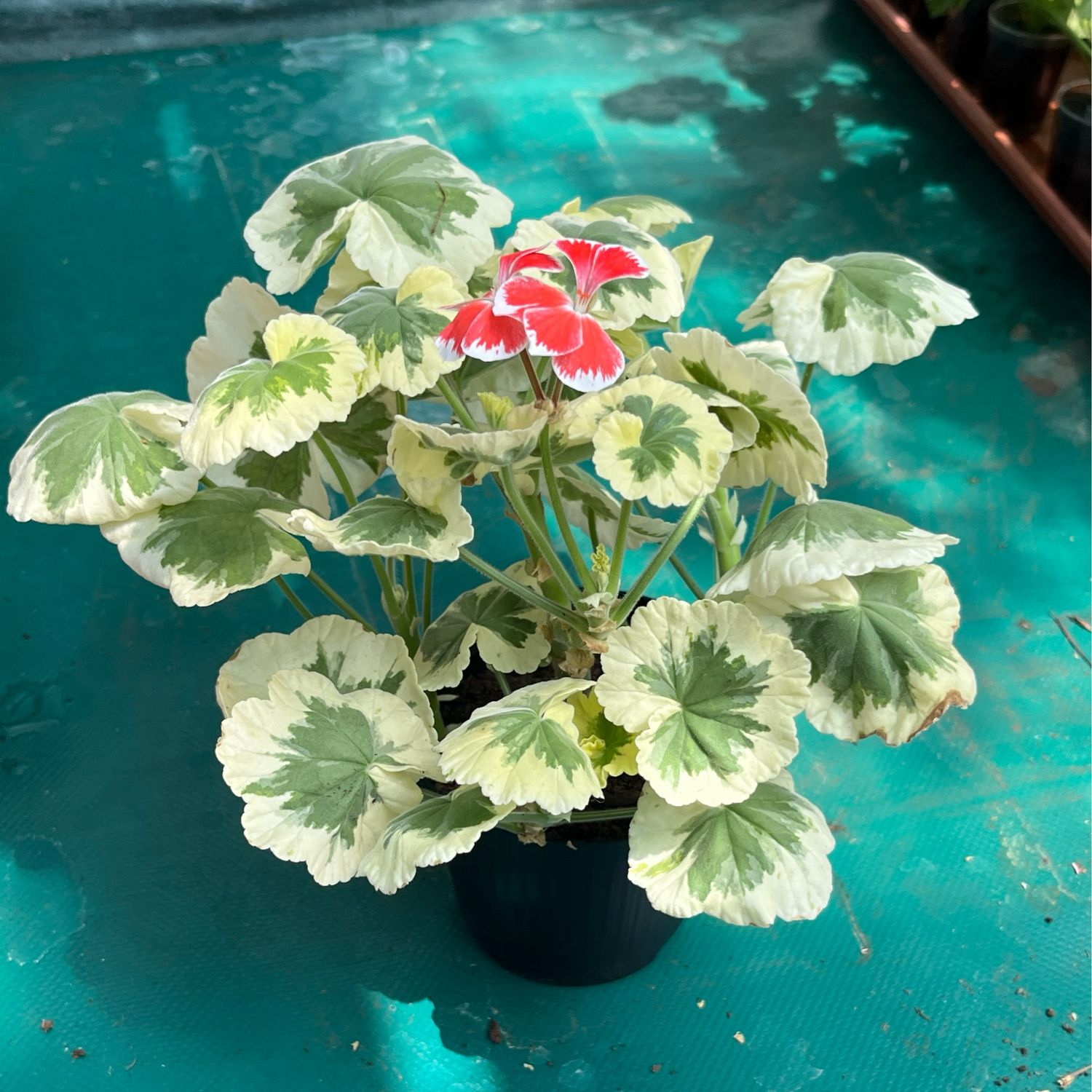 Pelargonium hortorum Hagemos Trollkrem