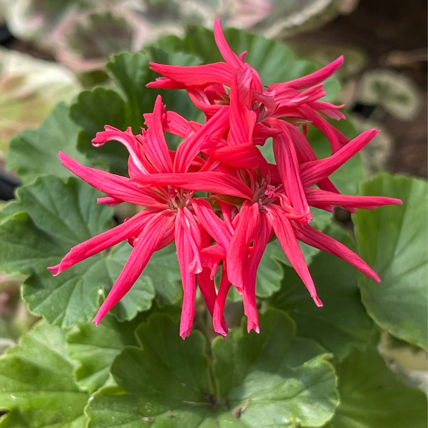 Pelargonium miniatur Jips Desert Poppy