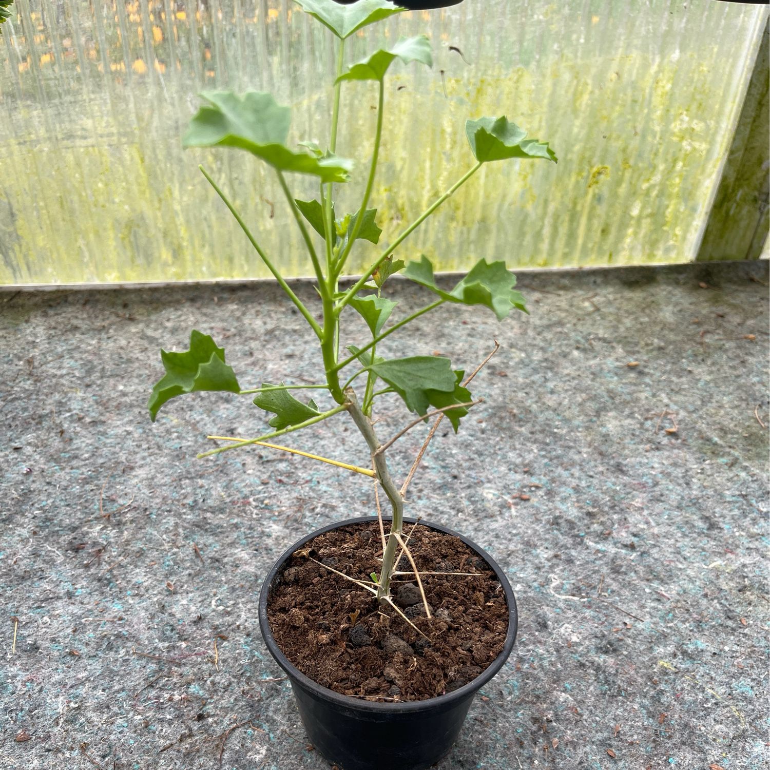 Pelargonium spinosum