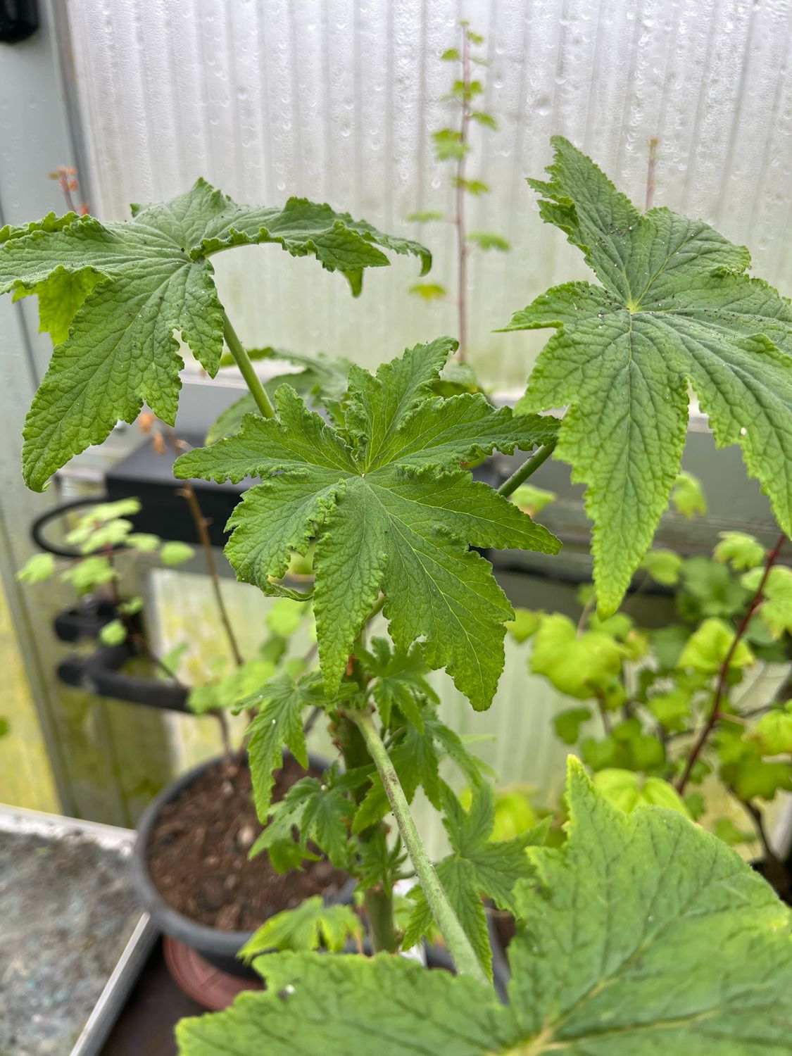 Pelargonium hispidum Swartbergpass