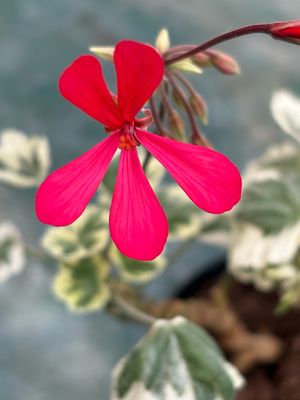 Pelargonium 'Silver Kewense'