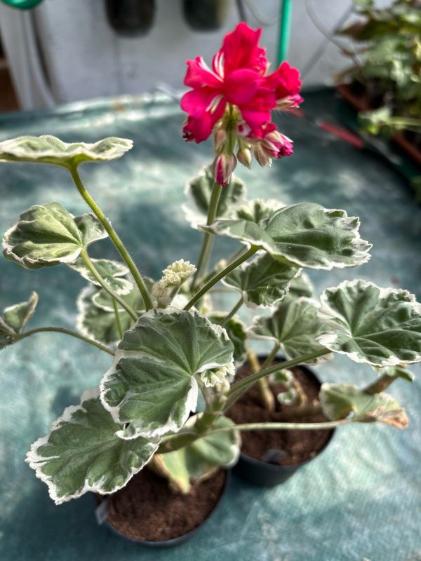 Pelargonium miniatur Jips Sandra Ann Pelargonium miniatur Jips Sandra Ann