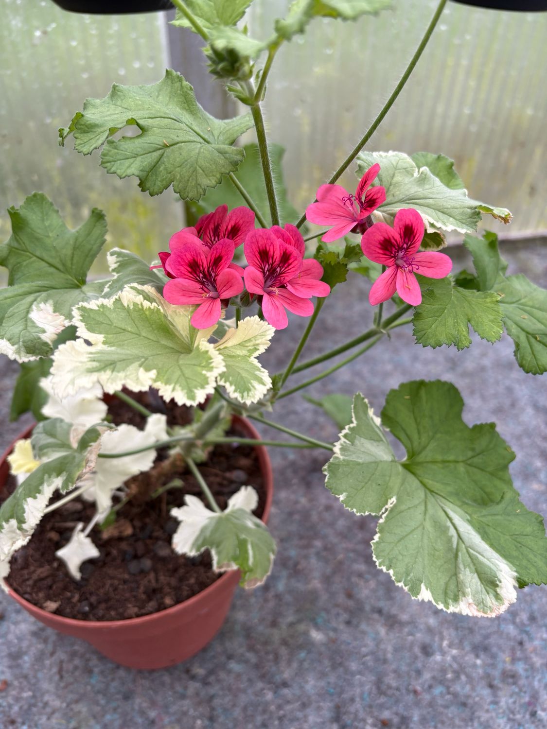 Pelargonium Para's Variegata