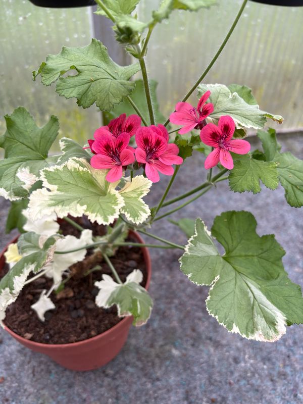 Pelargonium Para's Variegata