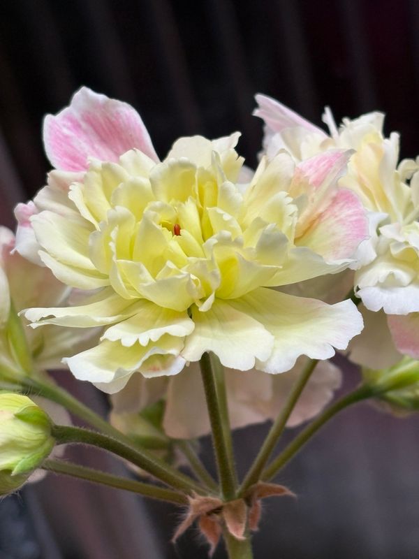 Pelargonium zonartic Rushmoor Zambezi Pelargonium zonartic Rushmoor Zambezi