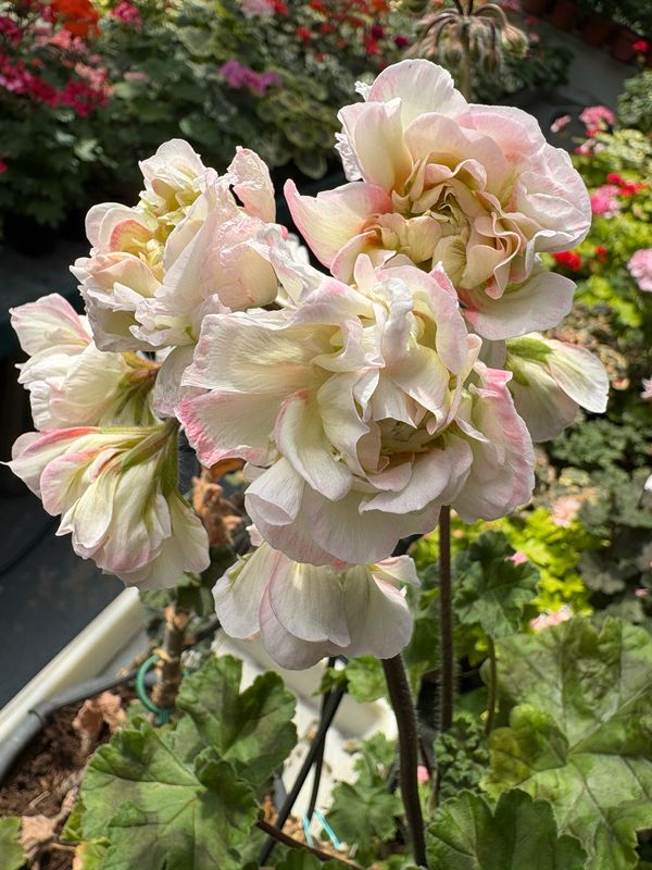 Pelargonium zonartic Rushmoor Avon Pelargonium zonartic Rushmoor Avon