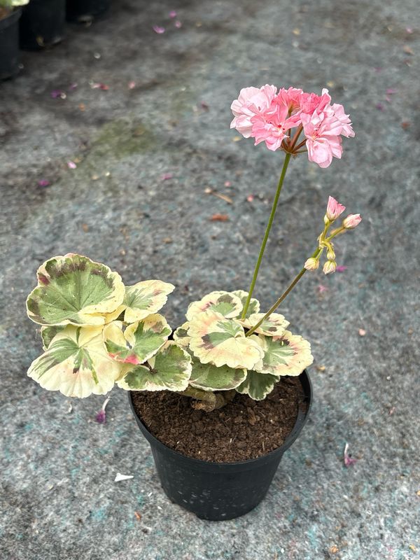 Pelargonium hortorum Warrenorth Coral Pelargonium hortorum Warrenorth Coral