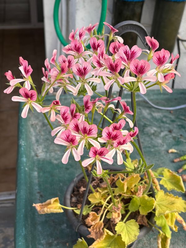 Pelargonium Para's Pink Explosion Pelargonium Para's Pink Explosion