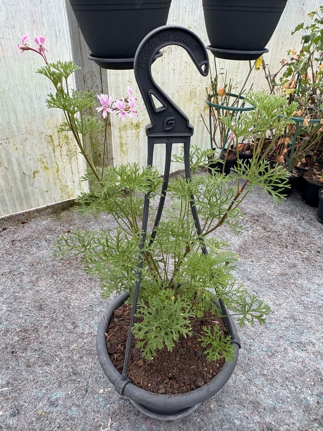 Pelargonium Para's Luminous Bee