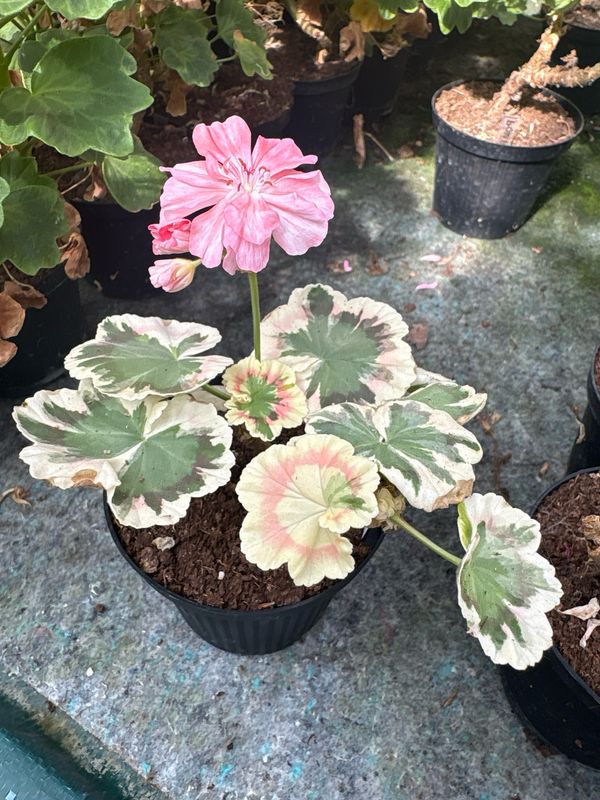 Pelargonium hortorum Warrenorth Coral