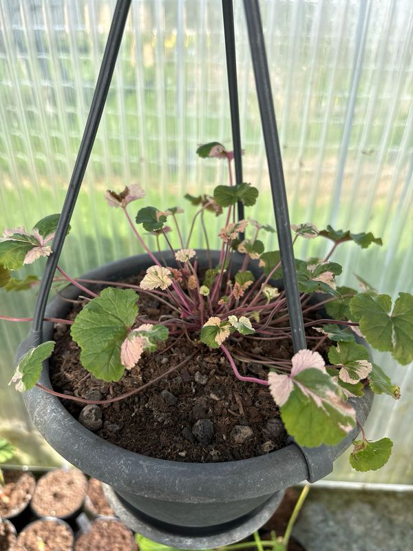 Pelargonium australe Tasmanian Form Variegatum
