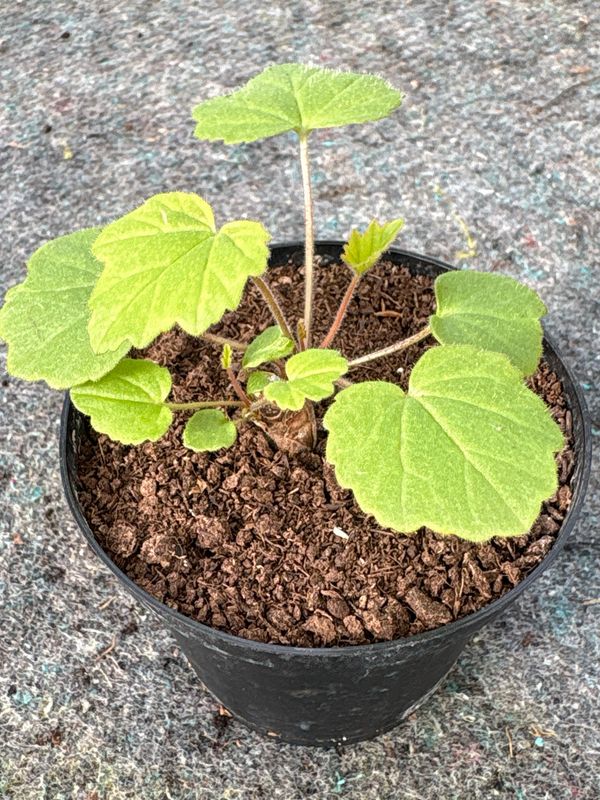 Pelargonium boranense Pelargonium boranense
