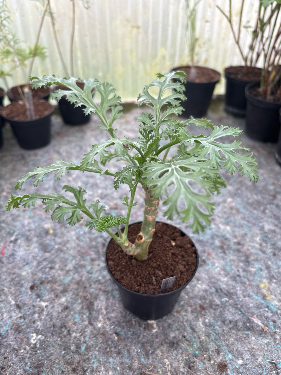 Pelargonium brevipetalum