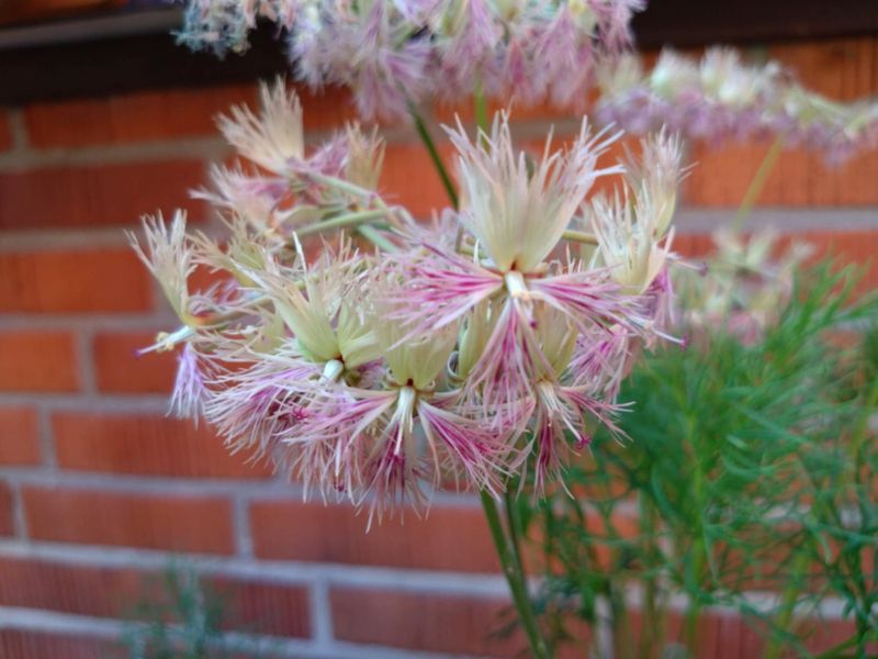 Pelargonium ERAs Cirrus Pelargonium ERAs Cirrus