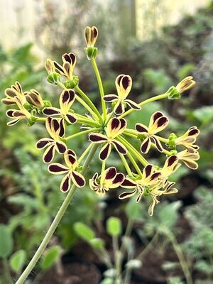 Winterwachsende Pelargonien