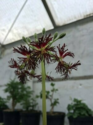 -Wildarten / Wildformen-