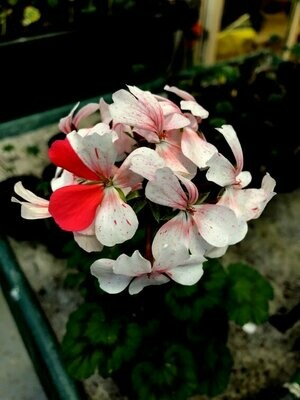-Ralf Paul Pelargonien-