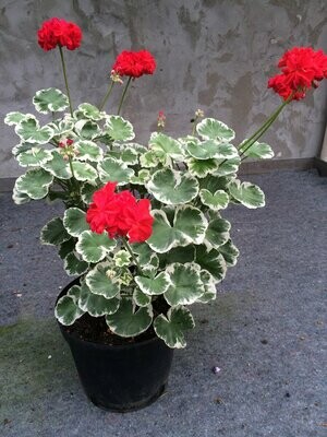 Buntblättrige Pelargonien
