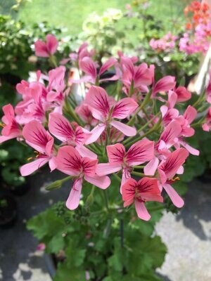 Pelargonien Arthybriden / Primärhybriden
