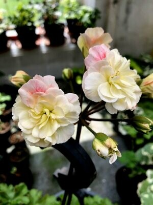 Unicorn Zonartic / Zonartic Pelargonien