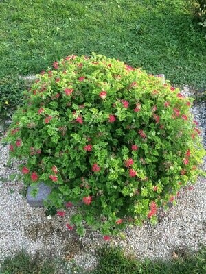 Duftende Pelargonien