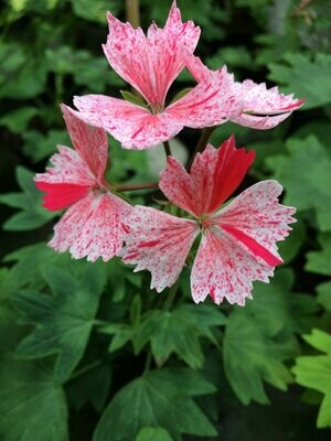 Stellar Pelargonien