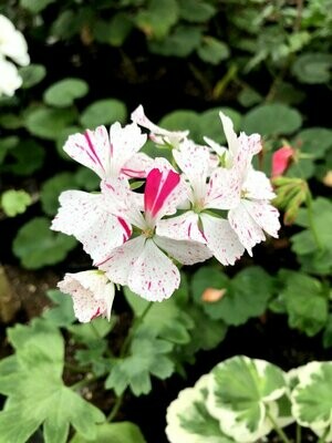 Pelargonien Eigene Züchtungen (Para's)