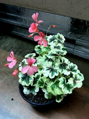 Miniaturpelargonien / Zwergpelargonien