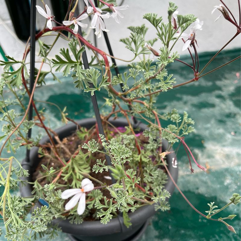 Pelargonium abrotanifolium