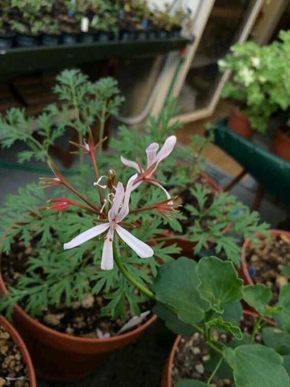 Pelargonium acetosum