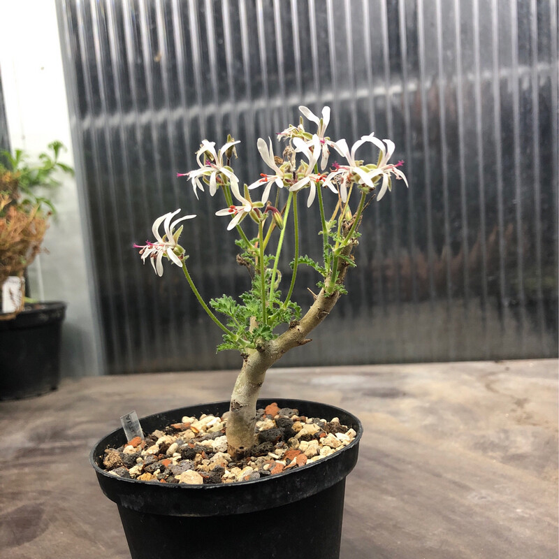 Pelargonium alternans