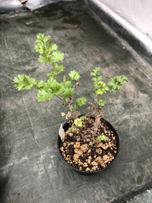 Pelargonium alternans Pakhuis Pass