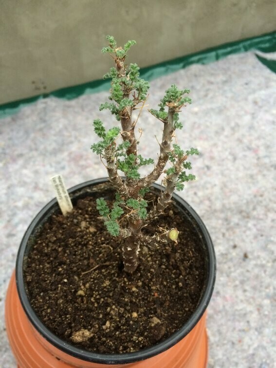 Pelargonium alternans Wyksdorp