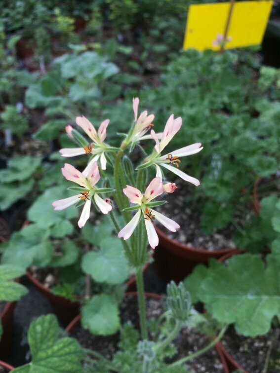 Pelargonium appendiculatum