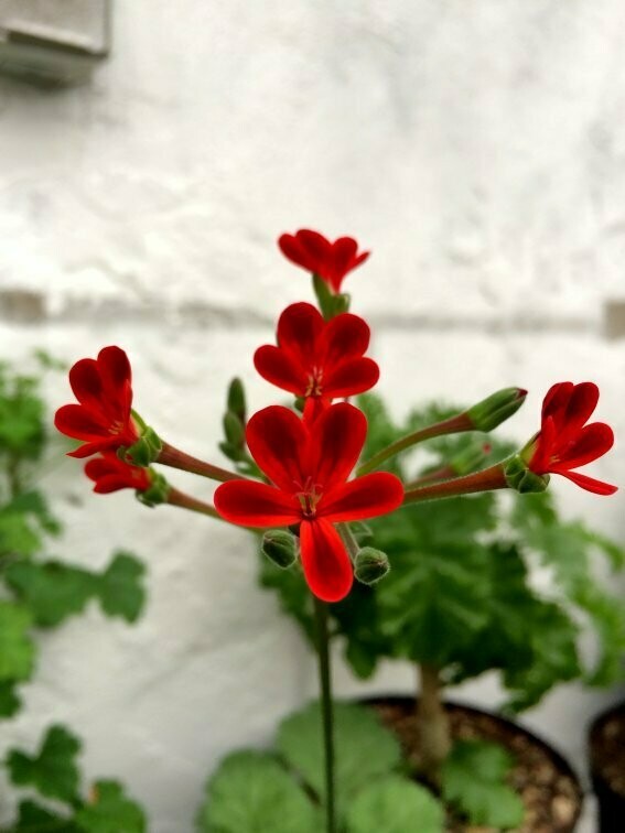 Pelargonium 'Ardens'