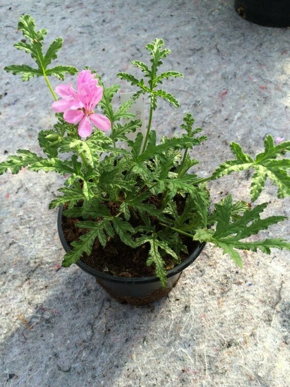 Pelargonium asperum