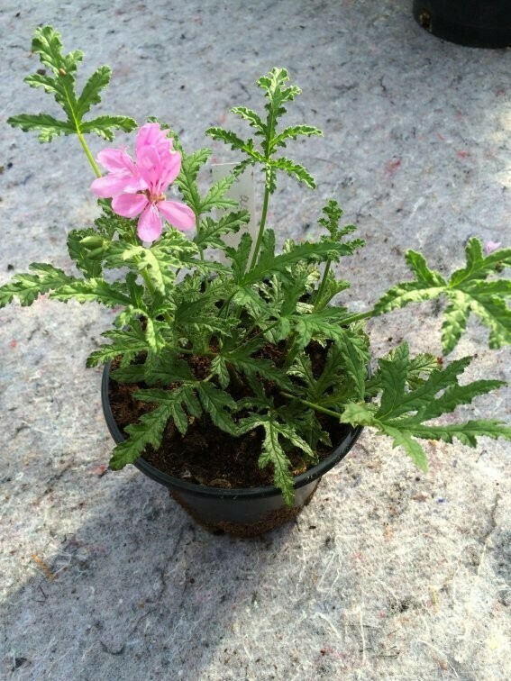 Pelargonium asperum
