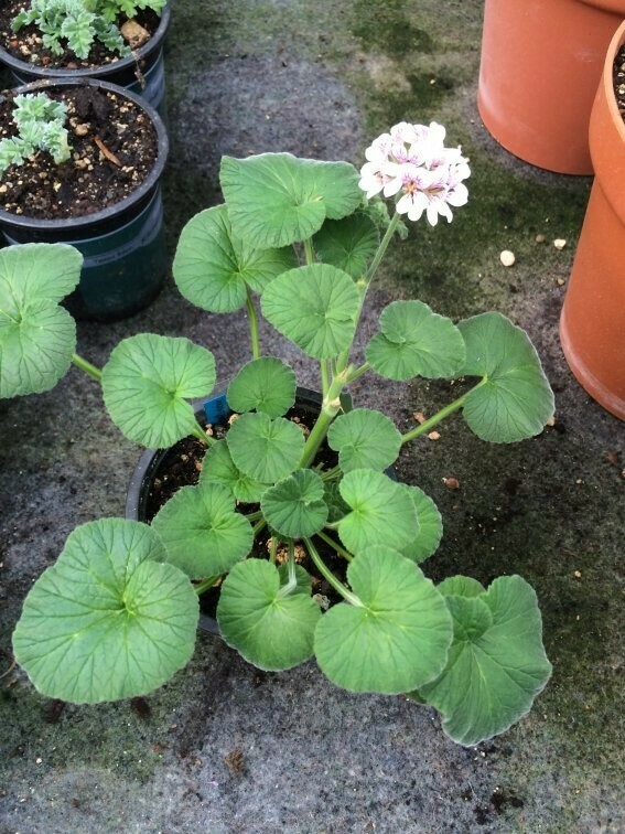 Pelargonium australe Inland