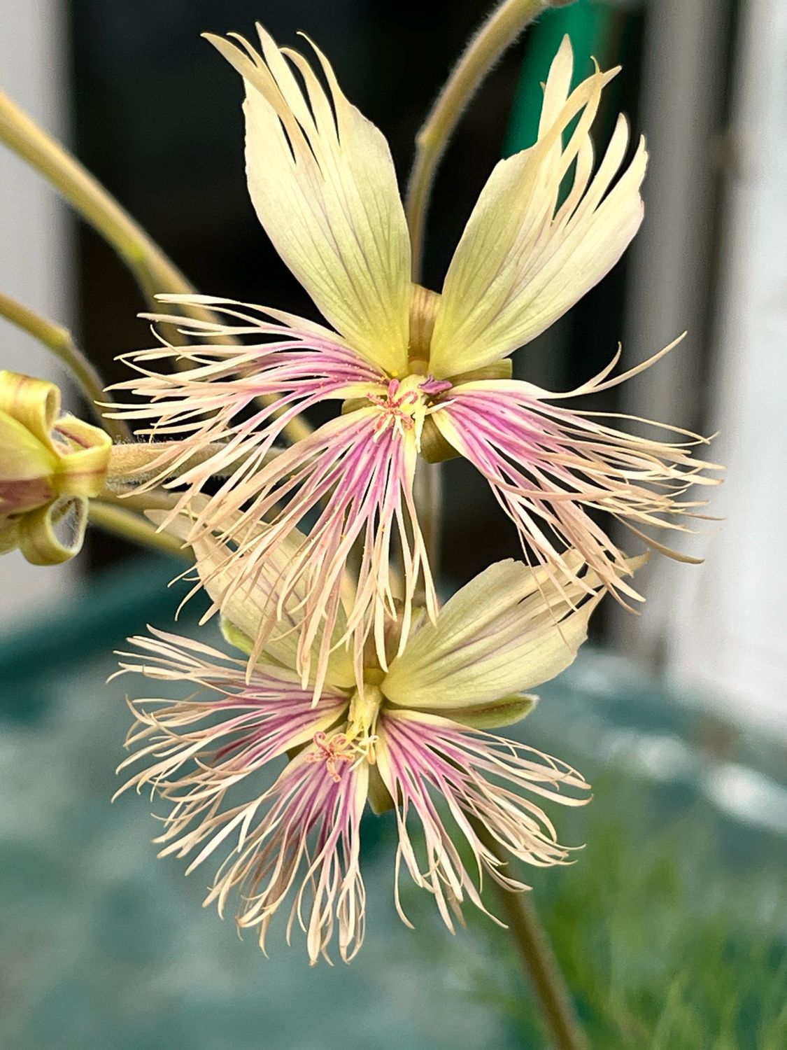 Pelargonium bowkeri